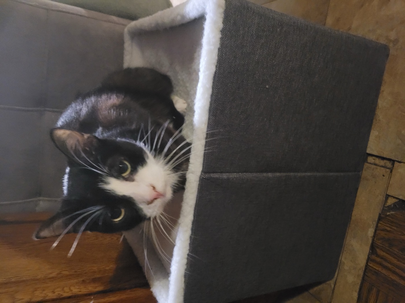 Bean the tuxedo cat