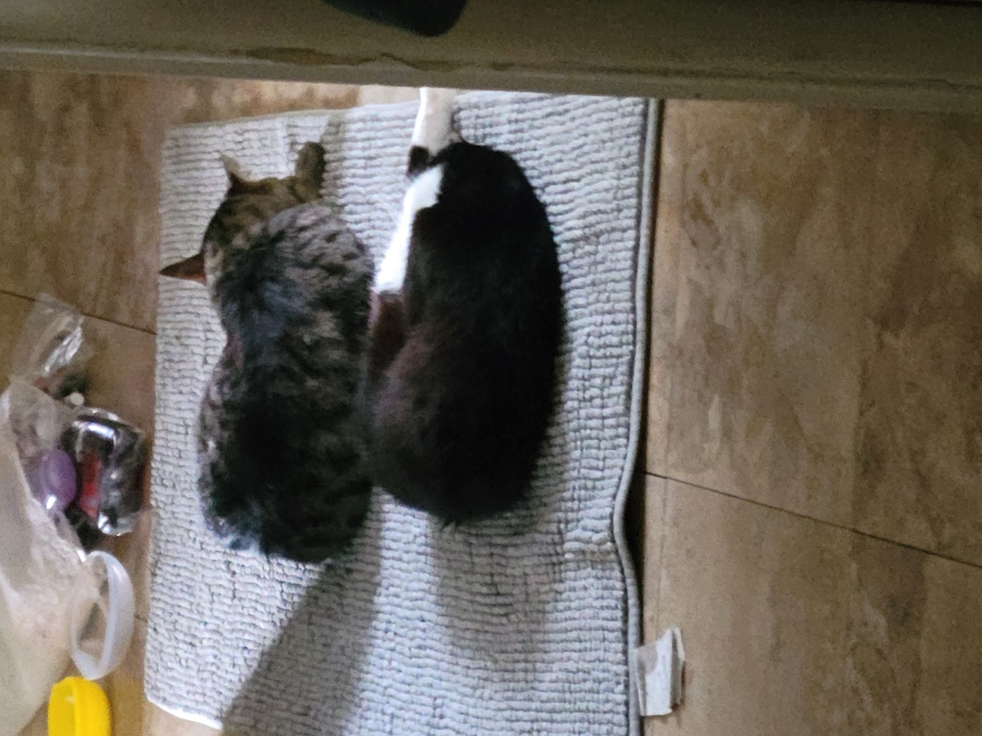 The Ferals